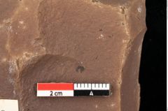 Foto (Detailansicht) von Quercus palaeoilex Ettingshausen (NHMW-GEO-2024-0188-0740)